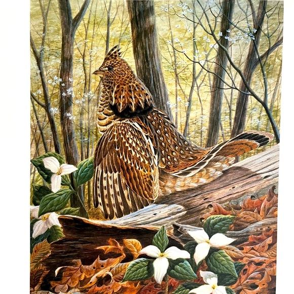 John A Ruthven Signed & Numbered Ruffed Grouse Print 1994 Wildlife Art 312/1000 - Picture 8 of 8